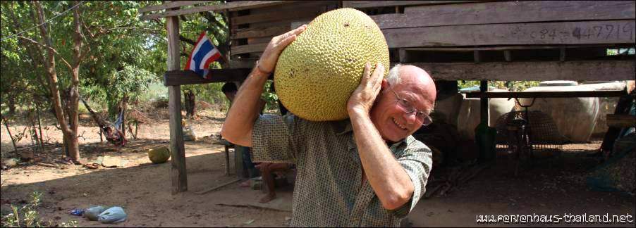 Durian Frucht (Durio zibethinus), auch Stinkefrucht Thailand