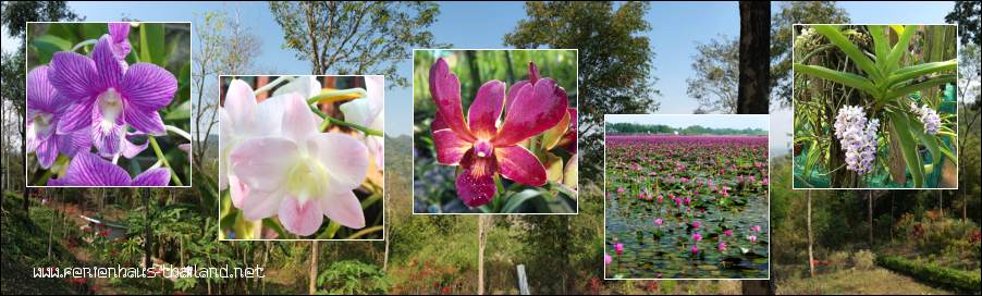 Orchideenarten in Thailand