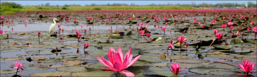 Thailand Lotusblumen